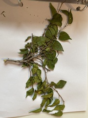 Celtis reticulata