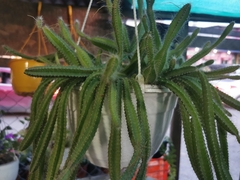 Euphorbia trigona