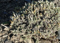 Anarthrophyllum desideratum