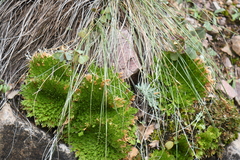 Selaginella pilifera