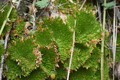 Selaginella pilifera