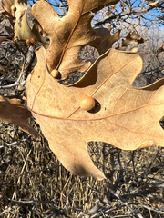 Xanthoteras eburneum