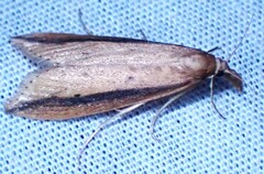 Donacaula melinellus