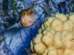 Canthigaster rostrata