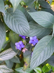 Acanthoideae
