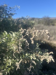 Atriplex lentiformis