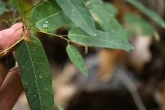 Desmodium psilophyllum