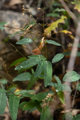Desmodium psilophyllum