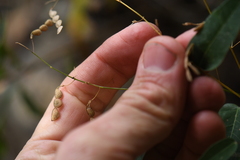 Desmodium psilophyllum