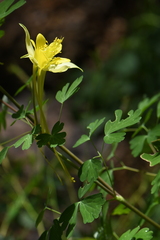Aquilegia longissima