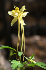 Aquilegia longissima