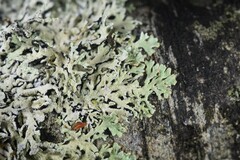 Hypogymnia subphysodes