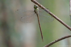 Triacanthagyna septima