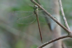 Triacanthagyna septima