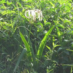 Hymenocallis littoralis