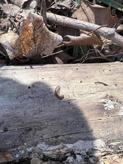Cleidogona