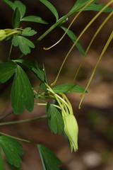 Aquilegia longissima