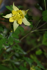 Aquilegia longissima