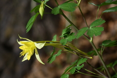 Aquilegia longissima