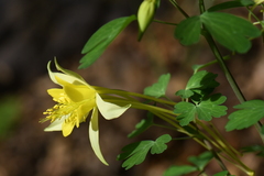 Aquilegia longissima