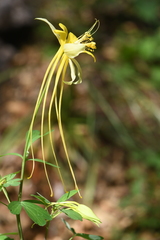 Aquilegia longissima