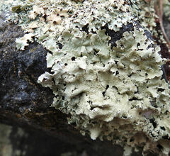 Flavoparmelia caperata