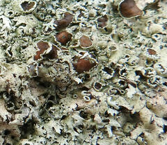 Flavoparmelia caperata