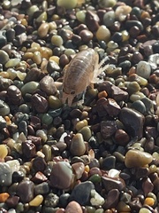 Megalorchestia corniculata