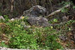 Aquilegia longissima