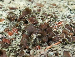 Flavoparmelia caperata