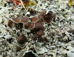 Flavoparmelia caperata