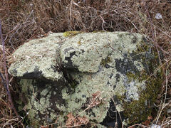 Flavoparmelia caperata