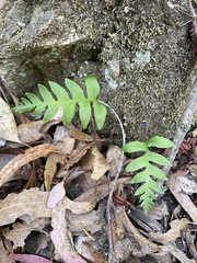 Polypodium californicum