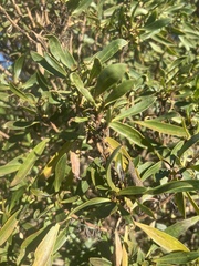Myoporum laetum