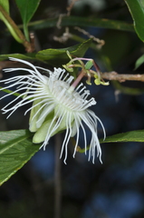 Passiflora misera