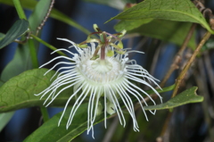Passiflora misera