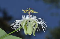 Passiflora misera