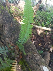 Nephrolepis exaltata