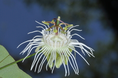 Passiflora misera