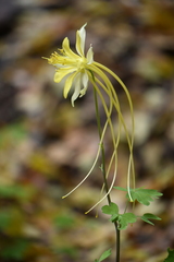 Aquilegia longissima