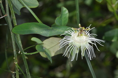Passiflora misera