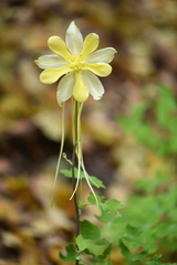 Aquilegia longissima