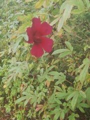 Hibiscus