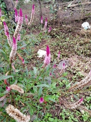 Celosia argentea image