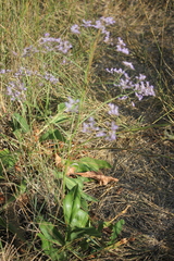 Limonium