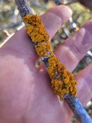 Teloschistaceae
