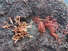 Rhodophyta