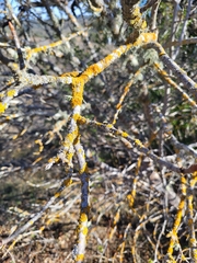 Teloschistaceae