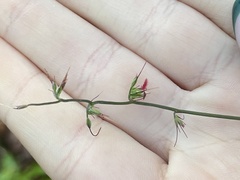 Oplismenus hirtellus