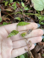 Oplismenus hirtellus